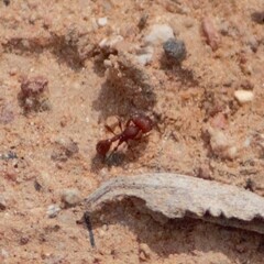 Pogonomyrmex pima