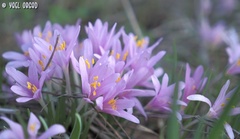 Colchicum stevenii