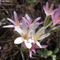 Colchicum stevenii