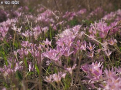 Colchicum stevenii