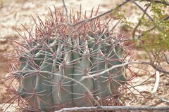 Ferocactus emoryi emoryi