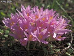 Colchicum stevenii
