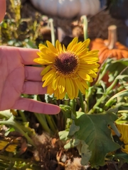 Helianthus annuus