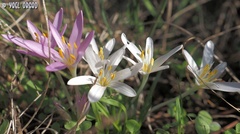 Colchicum stevenii