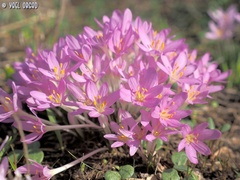 Colchicum stevenii