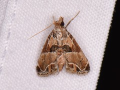 Neodavisia melusina
