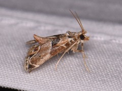 Neodavisia melusina