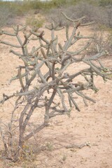 Cylindropuntia thurberi