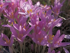 Colchicum stevenii