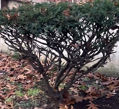 Taxus cuspidata