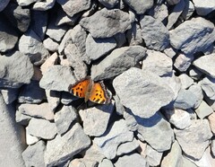 Nymphalis xanthomelas