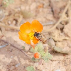 Sphaeralcea coulteri