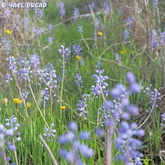 Muscari parviflorum