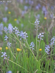 Muscari parviflorum