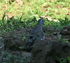 Turtur chalcospilos