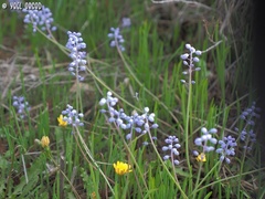 Muscari parviflorum