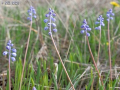 Muscari parviflorum