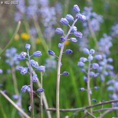 Muscari parviflorum