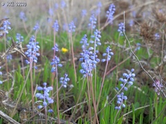 Muscari parviflorum