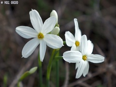 Narcissus deficiens