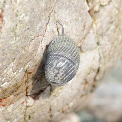 Nerita scabricosta