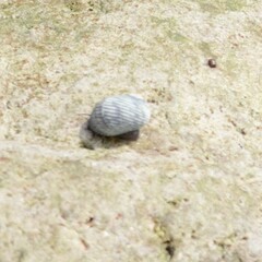 Nerita scabricosta