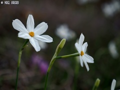 Narcissus deficiens