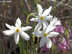 Narcissus deficiens