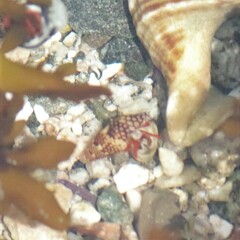 Calcinus californiensis