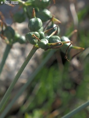 Vagaria parviflora
