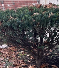 Taxus cuspidata