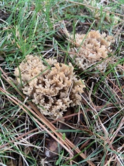Clavulina coralloides