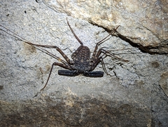 Phrynichidae
