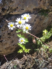 Tanacetum parthenium