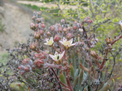 Dudleya attenuata orcuttii
