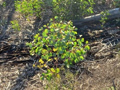 Eucalyptus cladocalyx