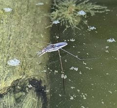 Limnogonoides