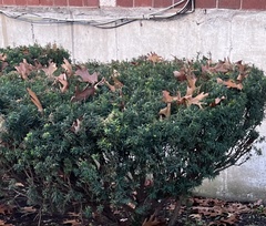 Taxus cuspidata