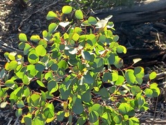 Eucalyptus cladocalyx