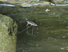 Limnogonoides