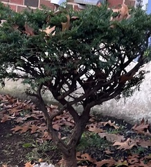 Taxus cuspidata
