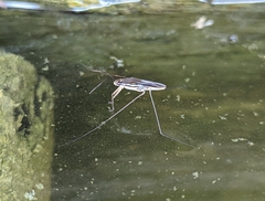 Limnogonoides