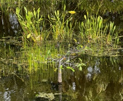Eleocharis cellulosa