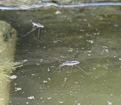 Limnogonoides