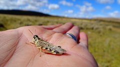 Dichroplus maculipennis