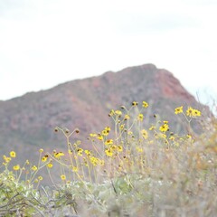 Helianthus niveus