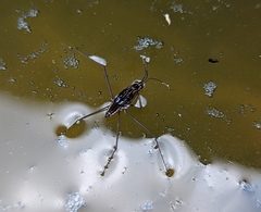 Limnogonoides