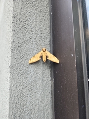 Protambulyx strigilis