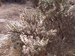 Salsola oppositifolia
