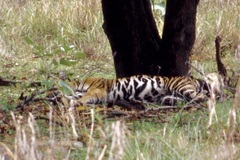 Panthera tigris tigris